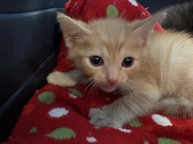 A baby small-sized male Domestic Short Hair cat named Fawkes for adoption in Thousand Palms, CA