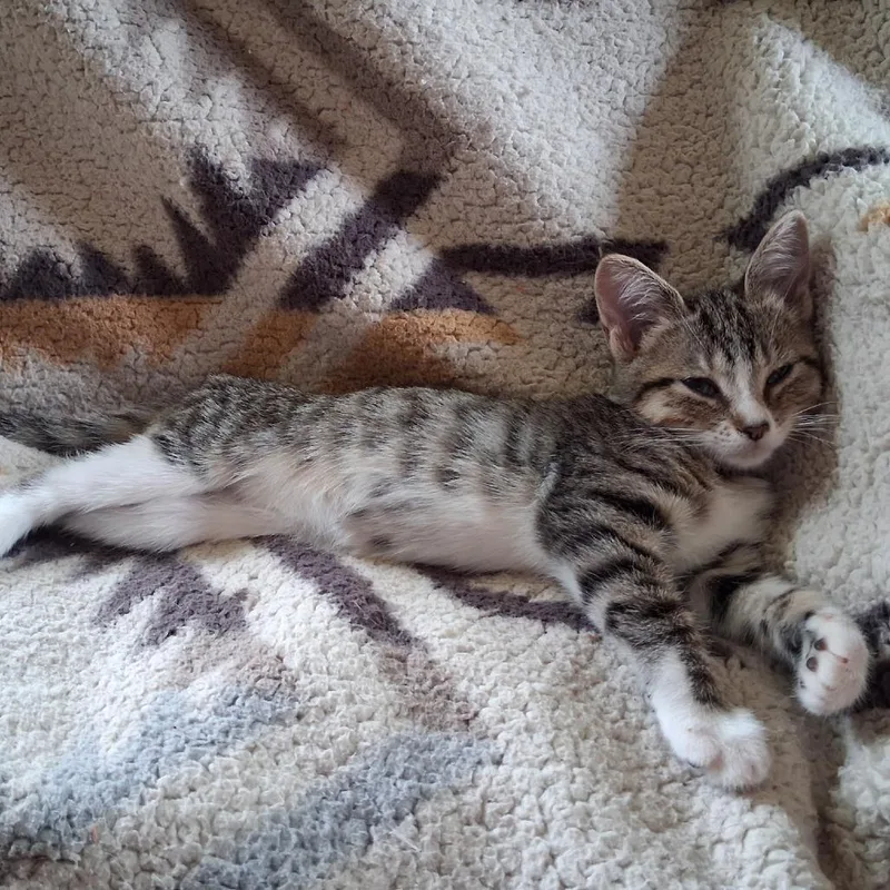 A baby small-sized female Brown / Chocolate Domestic Short Hair cat named Magenta for adoption in Springfield, IL