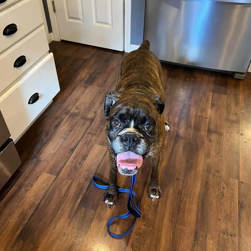 An adult large-sized male Brindle Boxer dog named Walter for adoption in McMinnville, OR