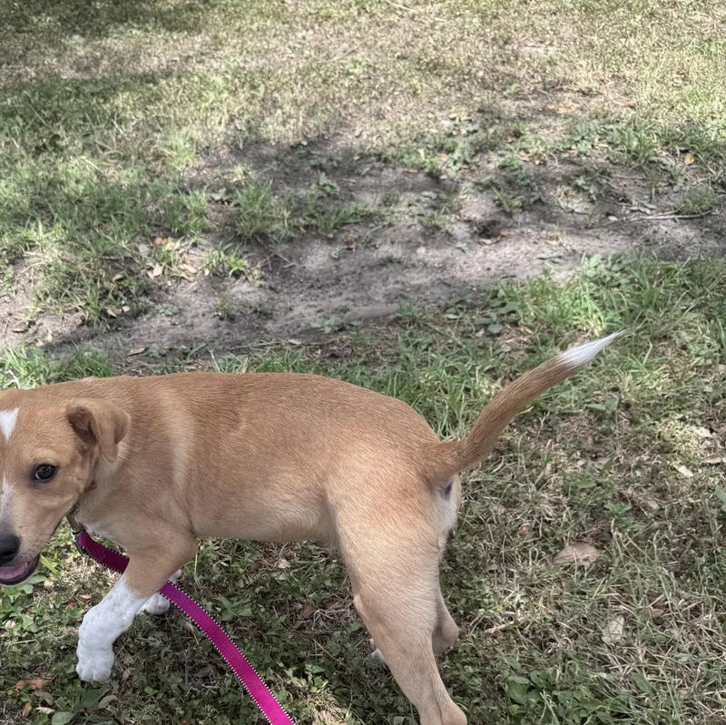 A baby medium-sized male Yellow Labrador Retriever dog named Bear for adoption in PLAINFIELD, CT