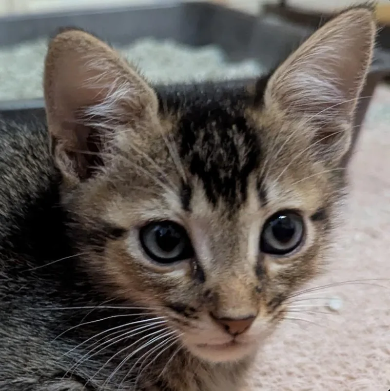 A baby small-sized male Tabby (Brown / Chocolate) Domestic Short Hair cat named Cypress for adoption in Liverpool, TX