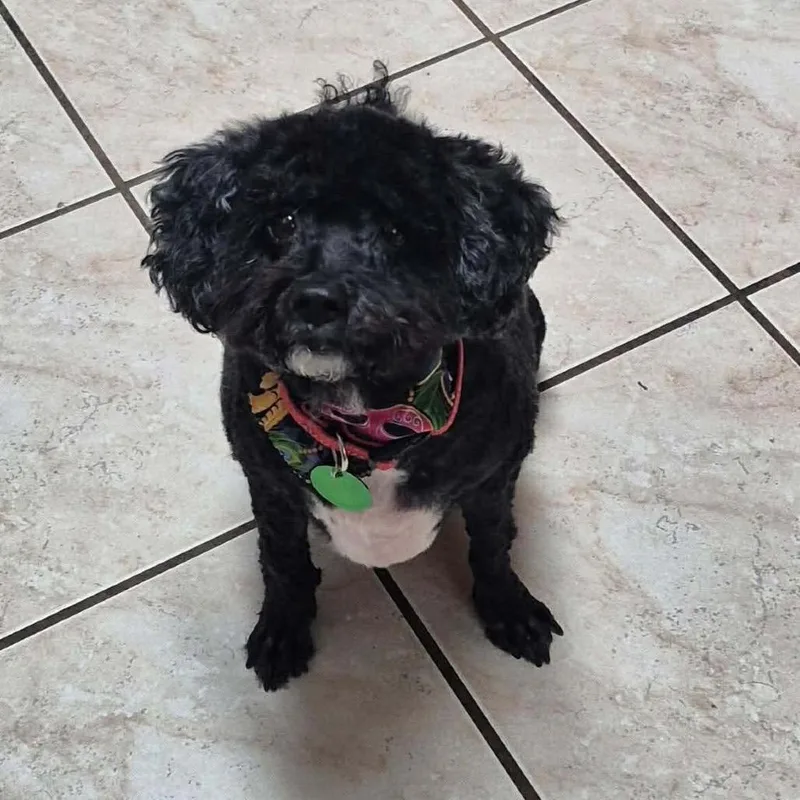 Scarlett thumbnail 2