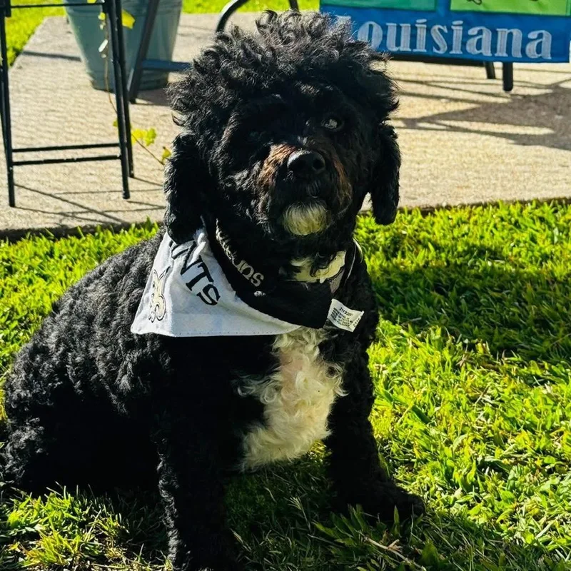 Scarlett thumbnail 3