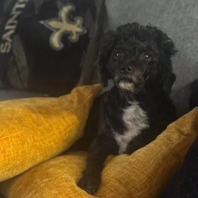 Scarlett thumbnail 4