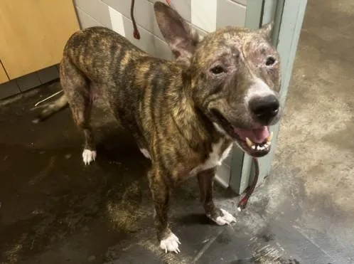 A young large-sized female Mixed Breed dog named Mona for adoption in San Pedro, CA