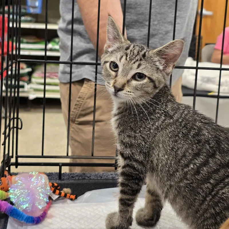 A baby medium-sized female Tabby (Gray / Blue / Silver) Domestic Short Hair cat named Jasmine for adoption in East Lansing, MI