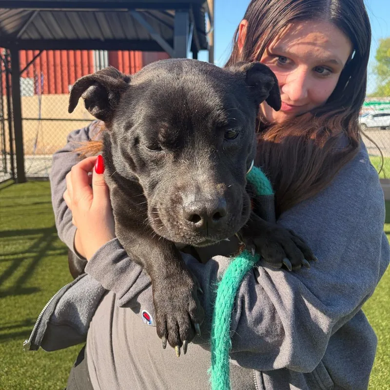 An adult large-sized male Mixed Breed dog named Turkey for adoption in Medford, NJ