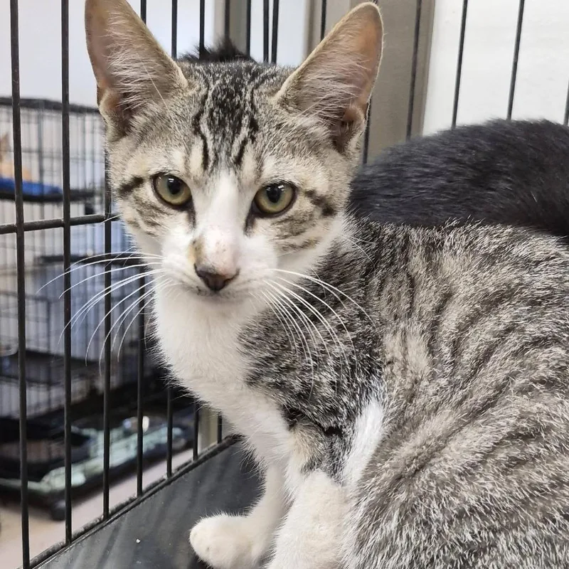 A baby small-sized male Domestic Short Hair cat named Poe for adoption in Hattiesburg, MS