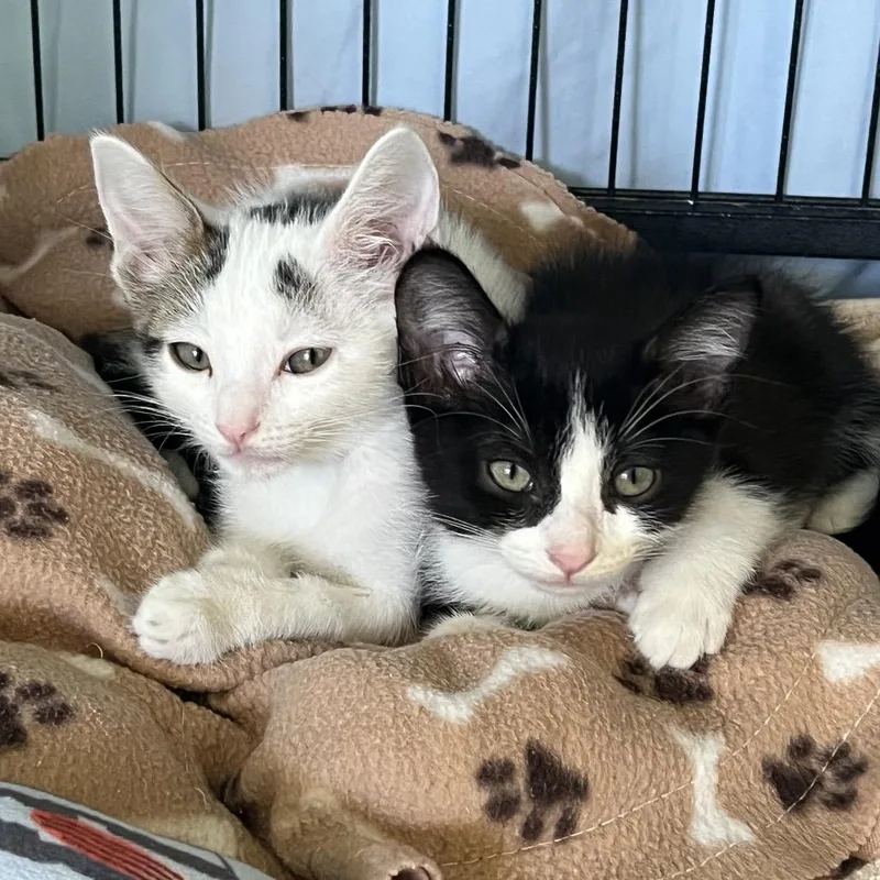 A baby small-sized male Domestic Short Hair cat named Memphis for adoption in Long Beach, CA