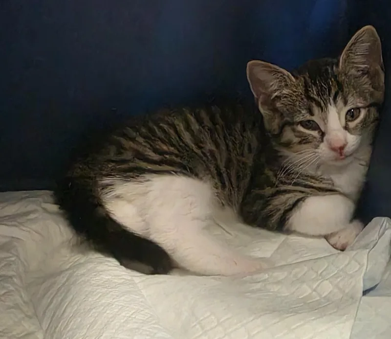 A baby small-sized female Domestic Short Hair cat named Fawn for adoption in Ewing, NJ