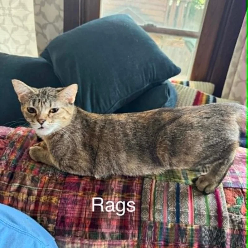 A young medium-sized female Calico Domestic Short Hair cat named Rags for adoption in LYLE, MN