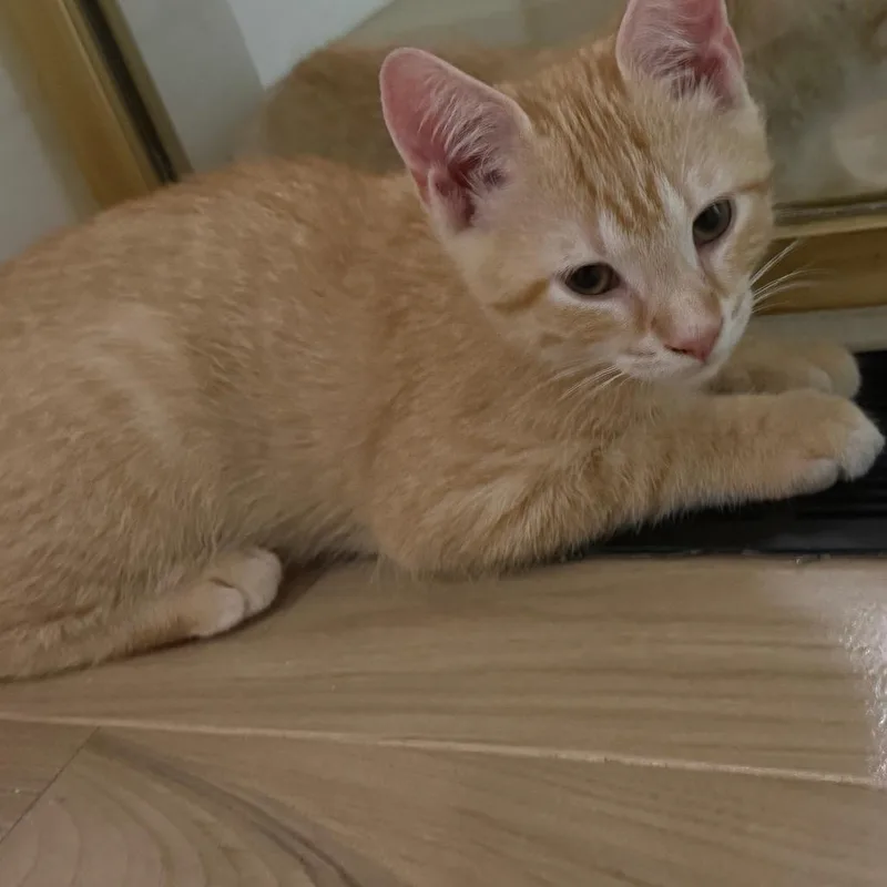 A baby small-sized male Orange / Red Domestic Short Hair cat named Elvis for adoption in Fairfax, VA