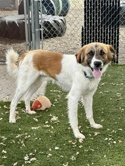 An adult large-sized male Great Pyrenees dog named Anton for adoption in Red Bluff, CA