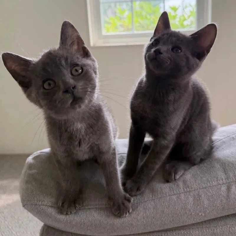 A baby medium-sized male Gray / Blue / Silver Domestic Short Hair cat named Betsy & Ross for adoption in Schnecksville, PA
