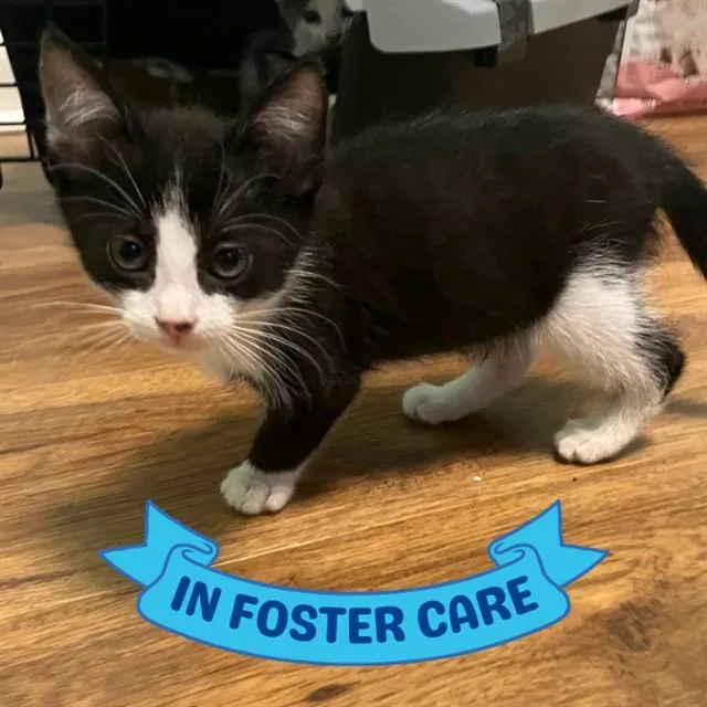 A baby small-sized female Domestic Short Hair cat named Jade for adoption in Tallahassee, FL