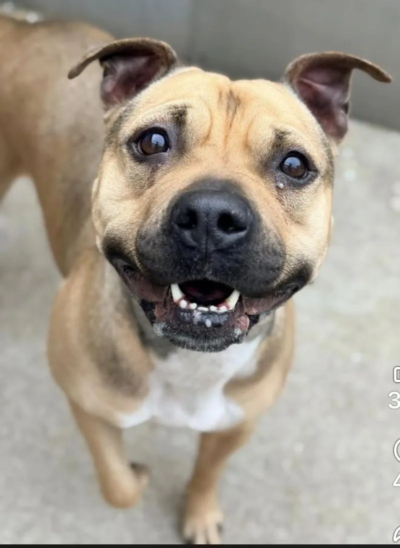 An adult medium-sized female Yellow / Tan / Blond / Fawn Pit Bull Terrier dog named Lovebird for adoption in Chicago, IL