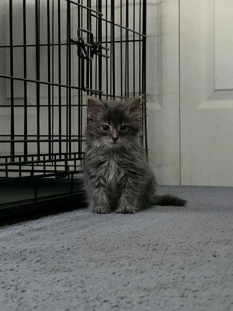 A baby small-sized male Gray / Blue / Silver Domestic Medium Hair cat named Rupert for adoption in Dayton, OH