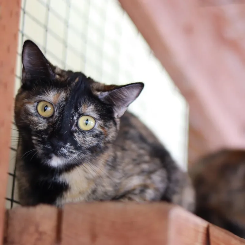 A young medium-sized female Tortoiseshell Domestic Short Hair cat named Suzi for adoption in Priest River, ID