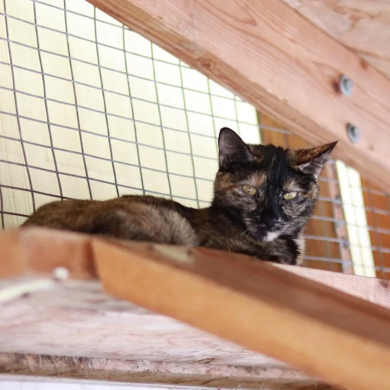 Suzi thumbnail 2