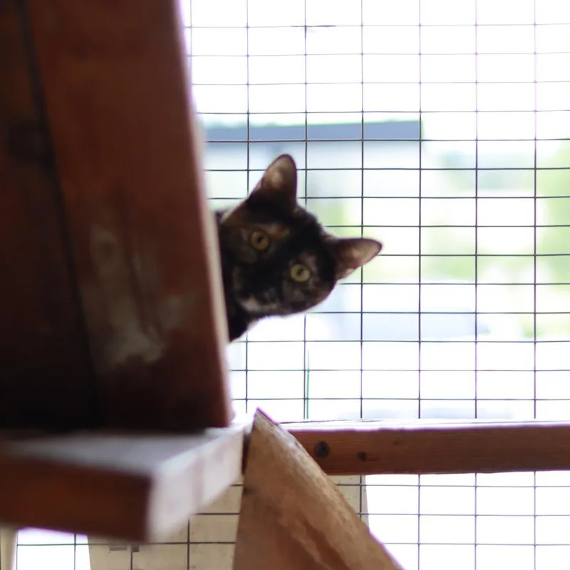 Suzi thumbnail 3