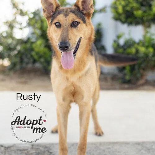 A young medium-sized male Black German Shepherd Dog dog named Rusty for adoption in Bakersfield, CA