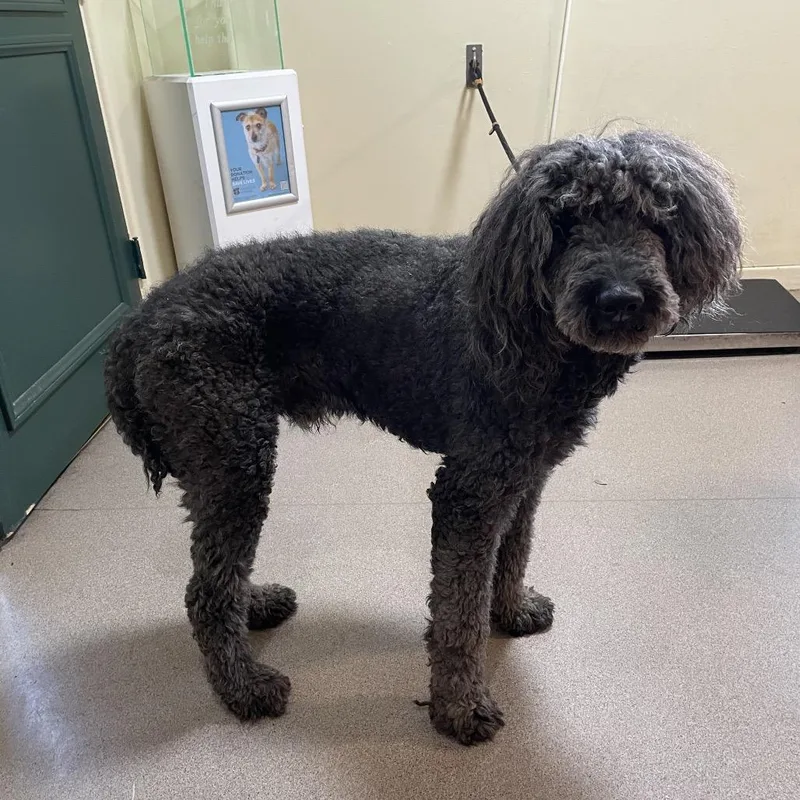 An adult medium-sized male Black Standard Poodle dog named Clyde for adoption in Pasadena, CA