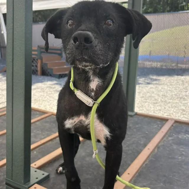 A young medium-sized male Pit Bull Terrier dog named Spike for adoption in Lincolnton, NC
