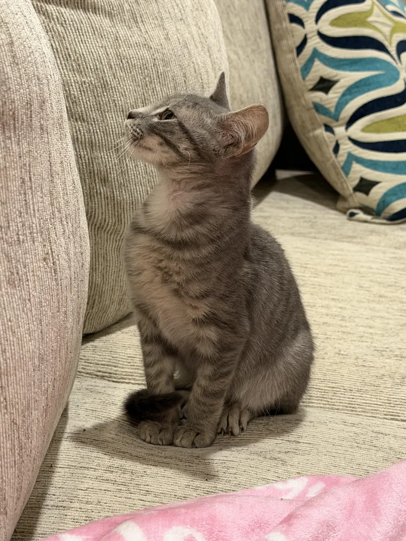Finn