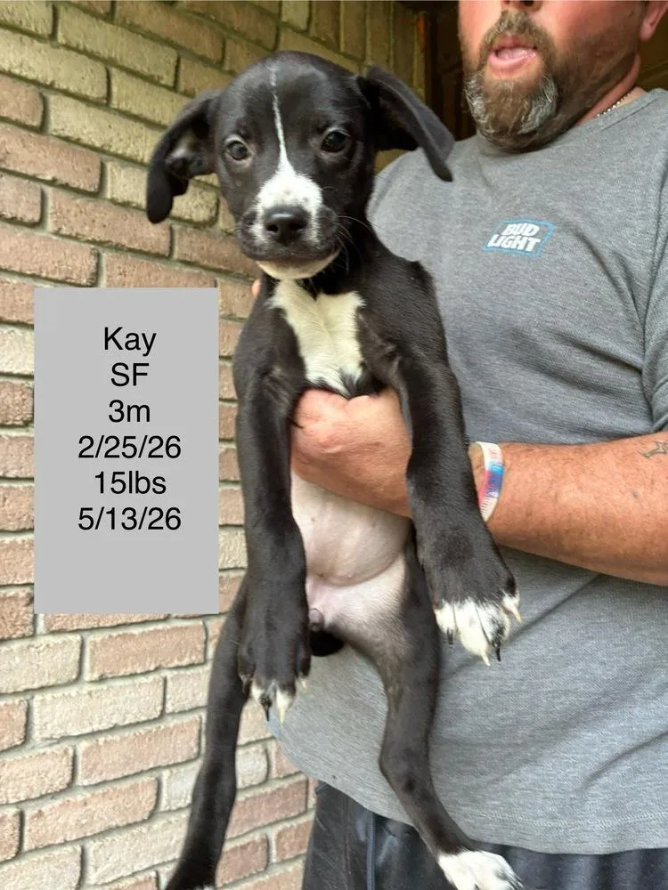 Kay