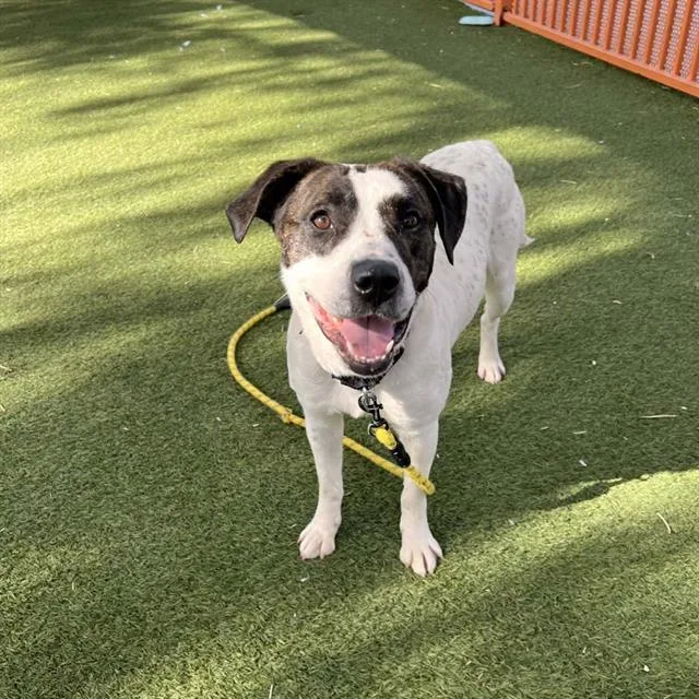 A young medium-sized female Pit Bull Terrier dog named Pedi for adoption in Las Vegas, NV