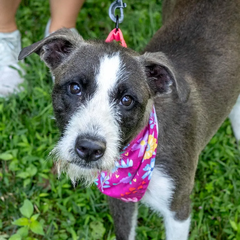 A young medium-sized female Gray / Blue / Silver Schnauzer dog named JillianAvail for adoption in West Grove, PA