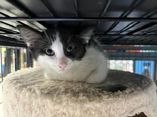 A baby medium-sized male Black & White / Tuxedo Domestic Short Hair cat named Chuck for adoption in Midland, MI