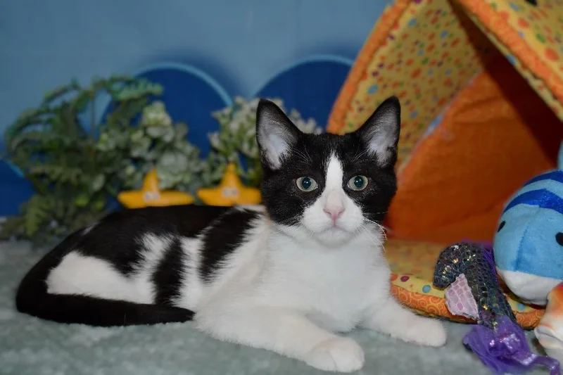 A baby small-sized male Domestic Short Hair cat named Ricky for adoption in Roanoke, TX