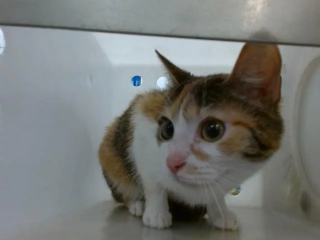 An adult medium-sized female Domestic Short Hair cat named Gizmo for adoption in Albuquerque, NM