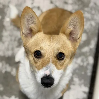 A young medium-sized female Cardigan Welsh Corgi dog named Shokupan for adoption in Sacramento, CA