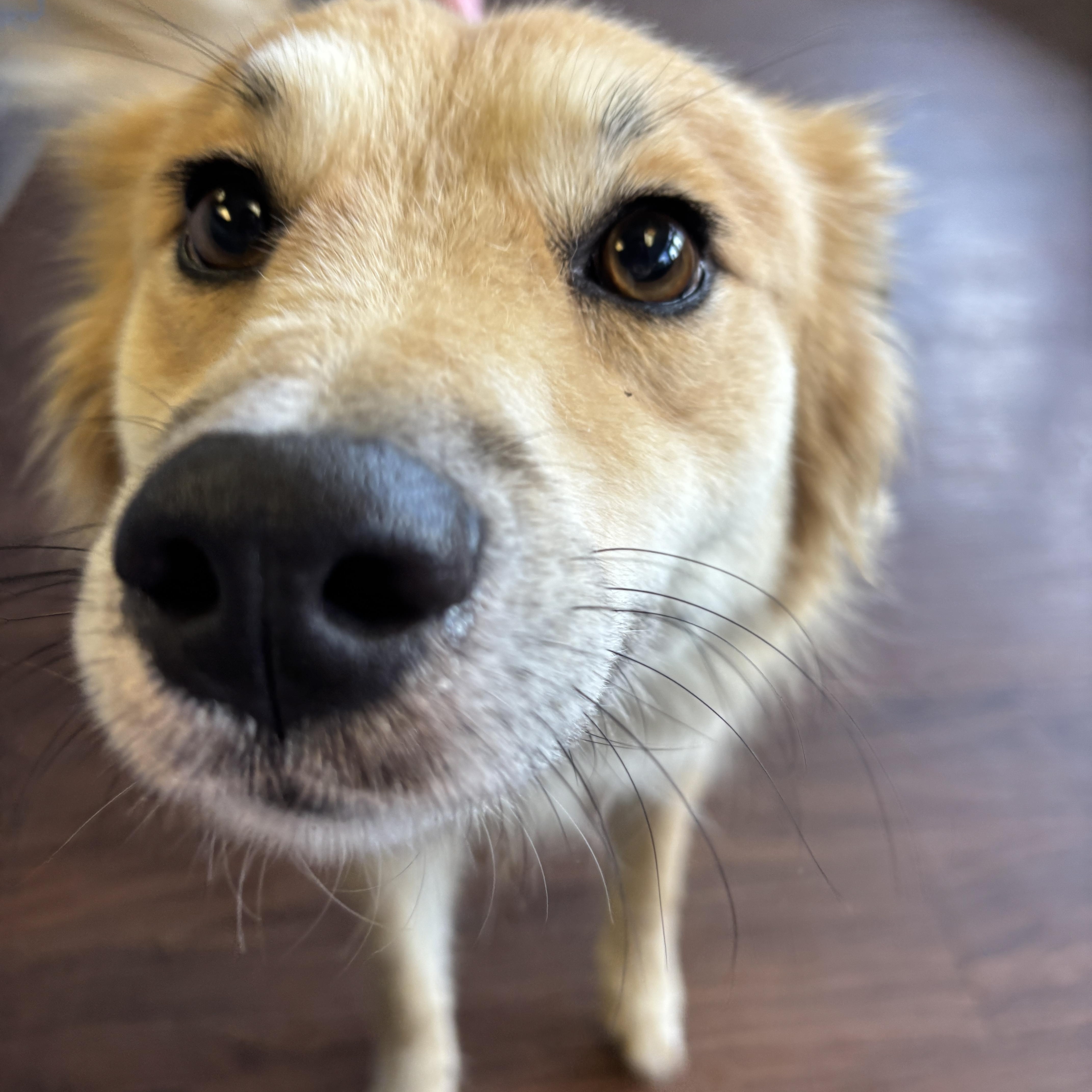 An adult medium-sized female Retriever dog named Gidget for adoption in Crystal Lake, IL
