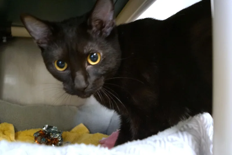 An adult medium-sized female Black Domestic Short Hair cat named Alexis for adoption in New Milford, CT