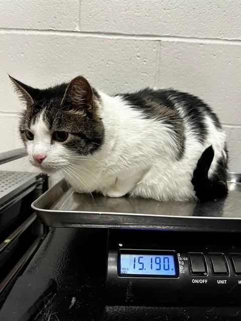 A senior small-sized male Domestic Short Hair cat named Roman for adoption in Olivette, MO
