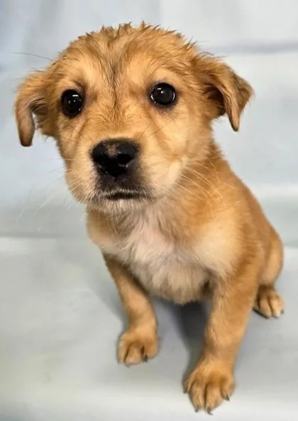 A baby large-sized female Beagle dog named Kyrie for adoption in Morton Grove, IL