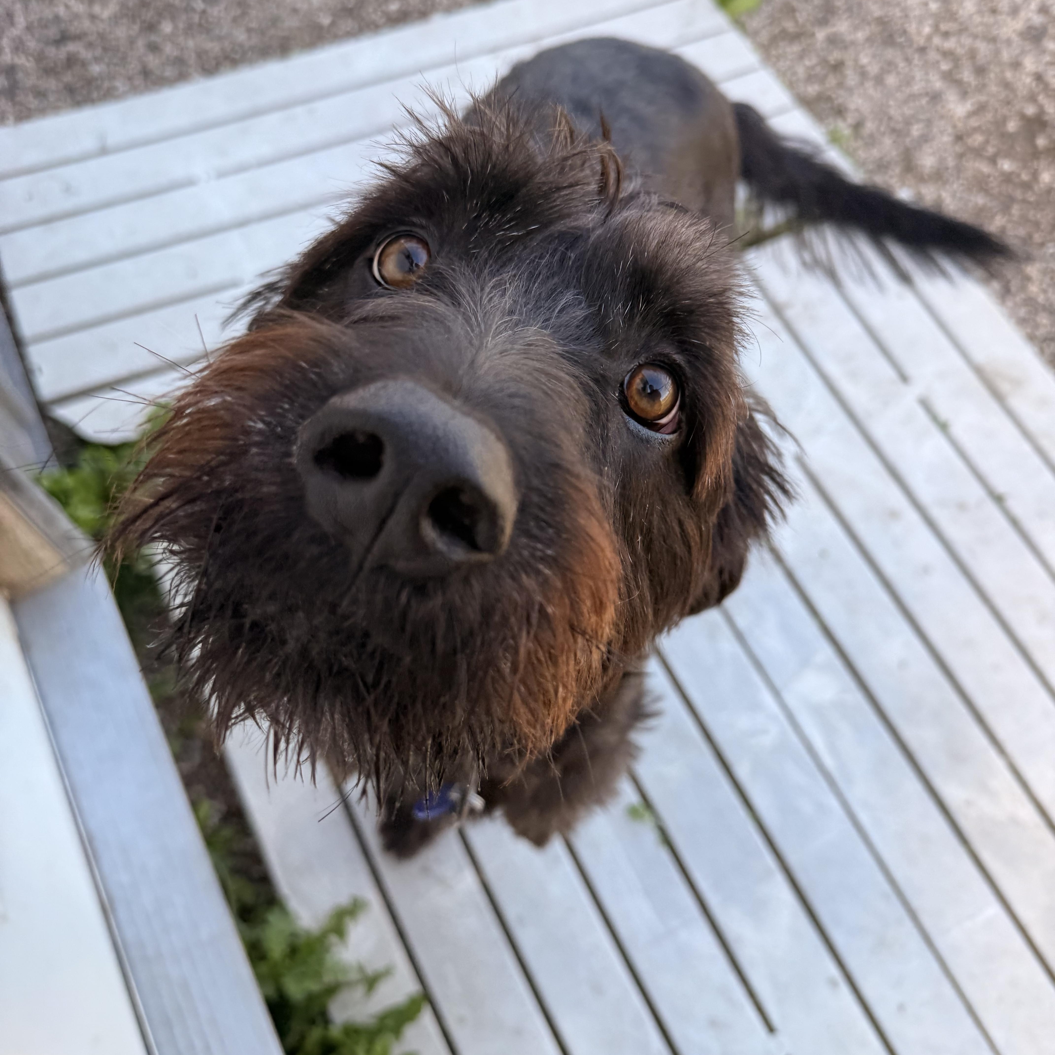 A young large-sized male Black Labradoodle dog named Dennis for adoption in Spencer, IA