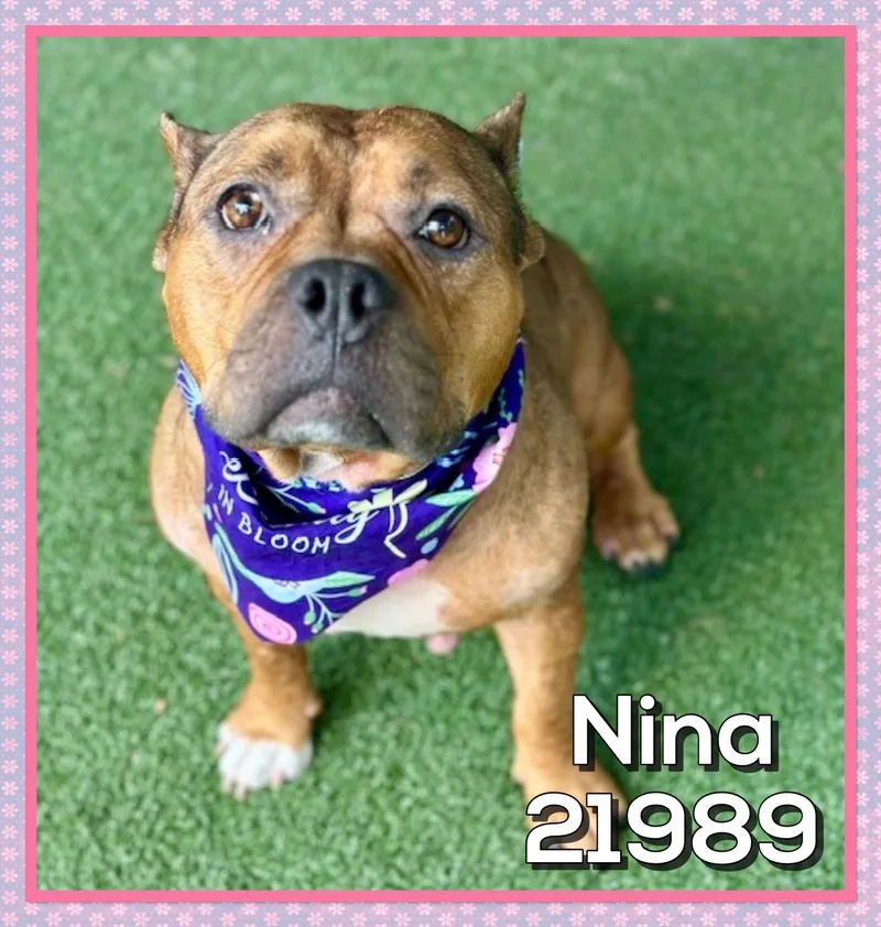 Nina thumbnail 2