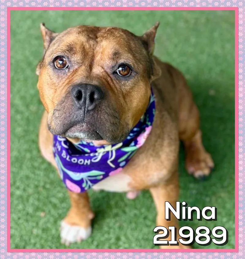 Nina thumbnail 3