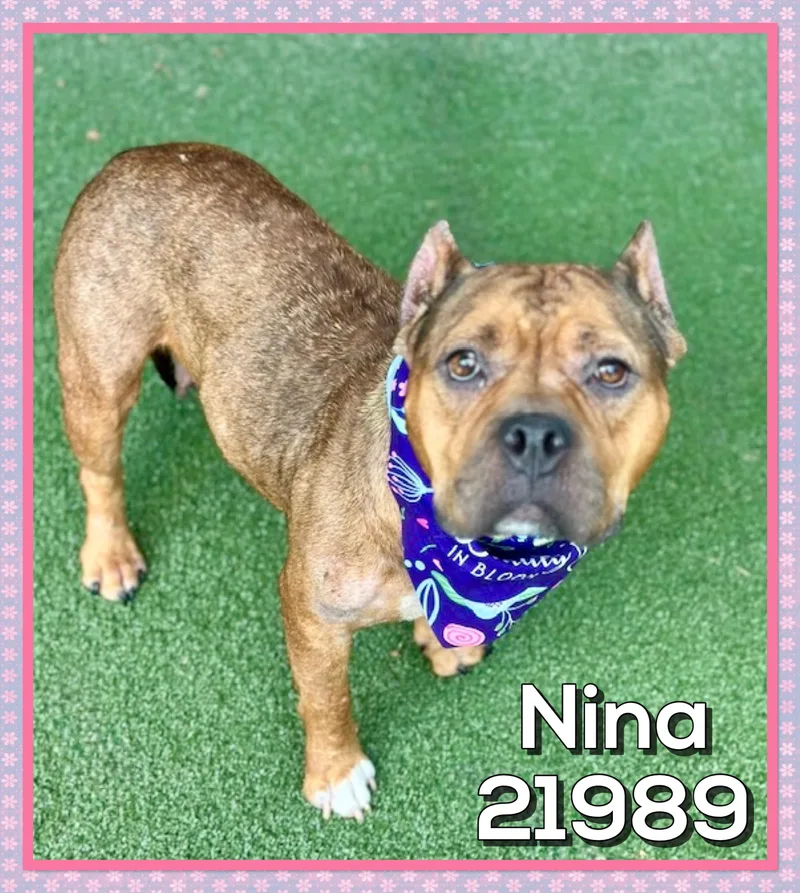 Nina thumbnail 4