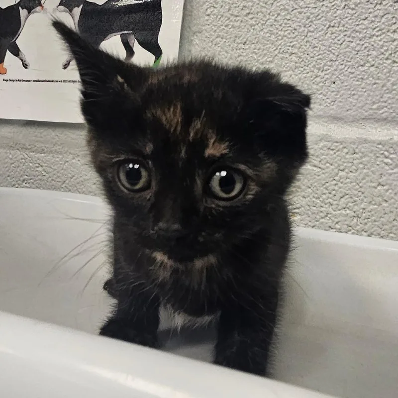 A baby small-sized female Black Domestic Short Hair cat named Millipede for adoption in Birdsboro, PA