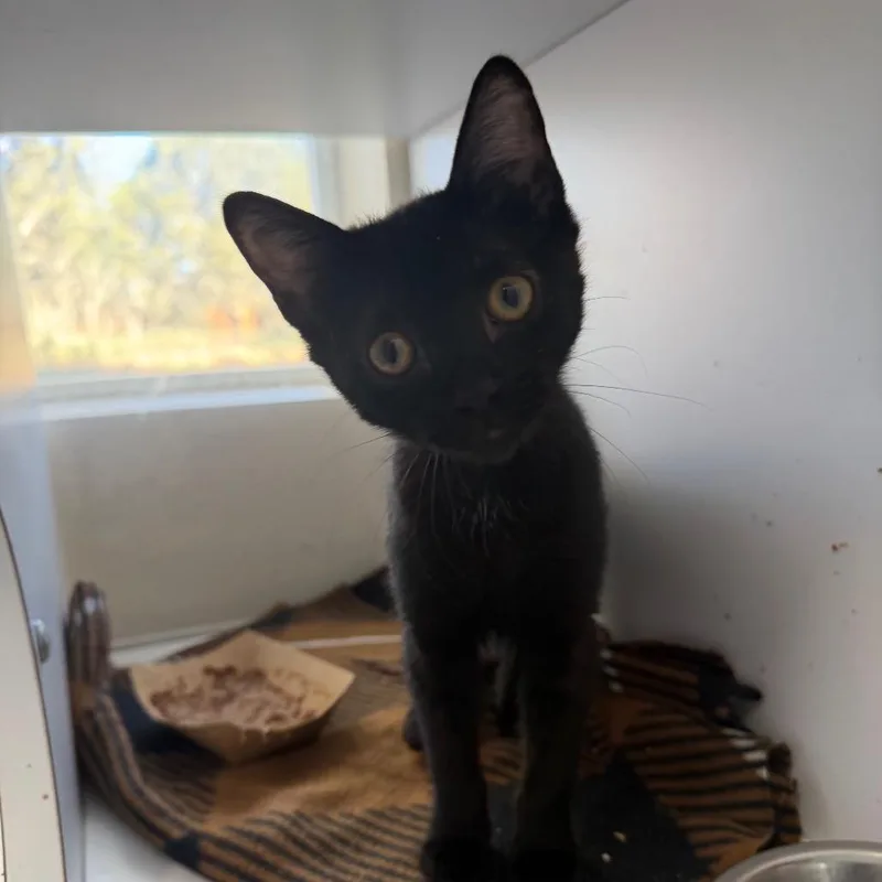 A baby small-sized female Black Domestic Short Hair cat named Marathon for adoption in Kanab, UT