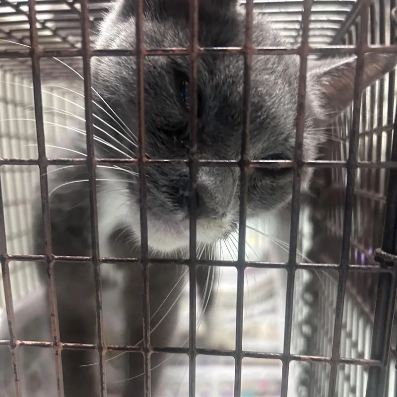 A young medium-sized male Gray / Blue / Silver Domestic Short Hair cat named Walt Whiskers for adoption in Philadelphia, PA