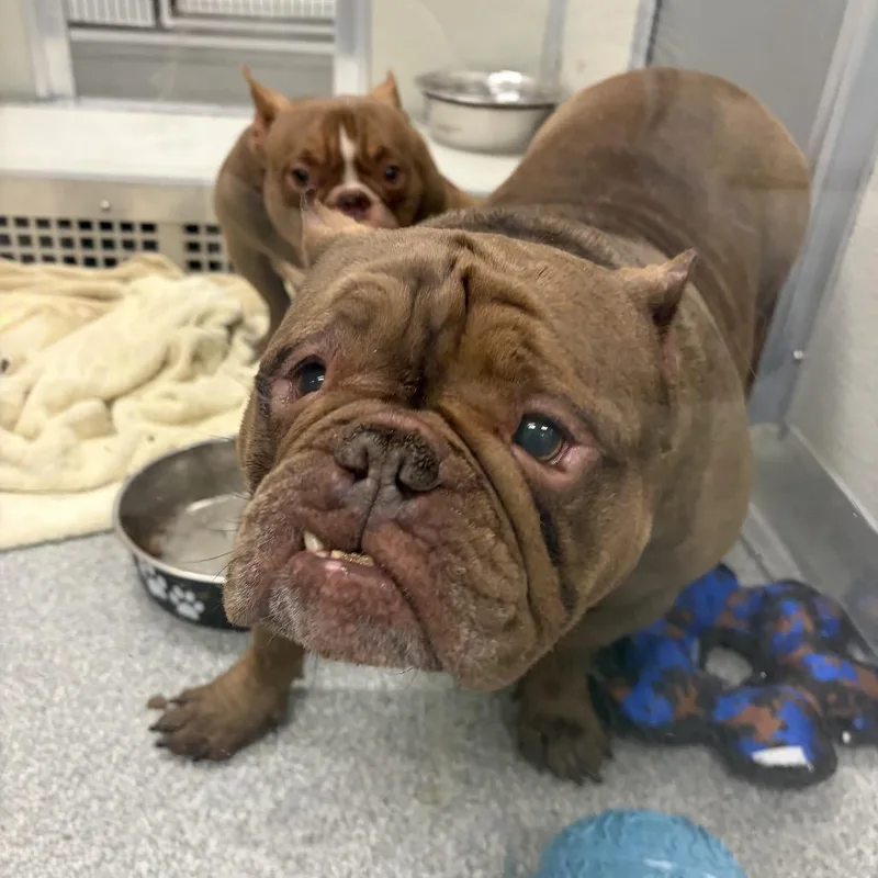 An adult medium-sized female French Bulldog dog named Piece Nugget for adoption in Hinsdale, IL