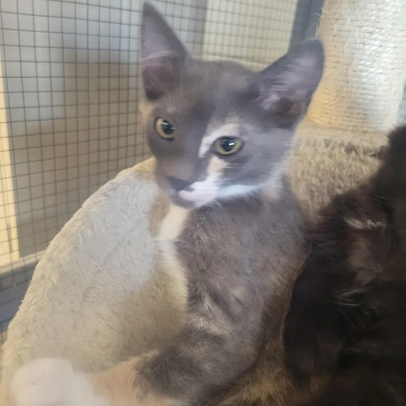 A baby medium-sized female Calico Domestic Short Hair cat named Lucy for adoption in Ellensburg, WA