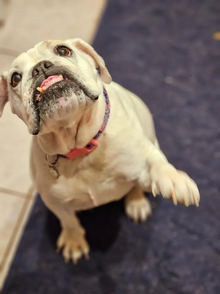 Victoria thumbnail 4