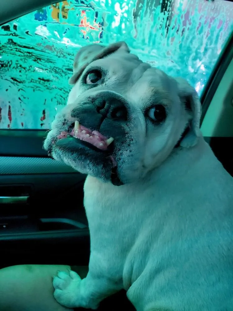 Victoria thumbnail 5